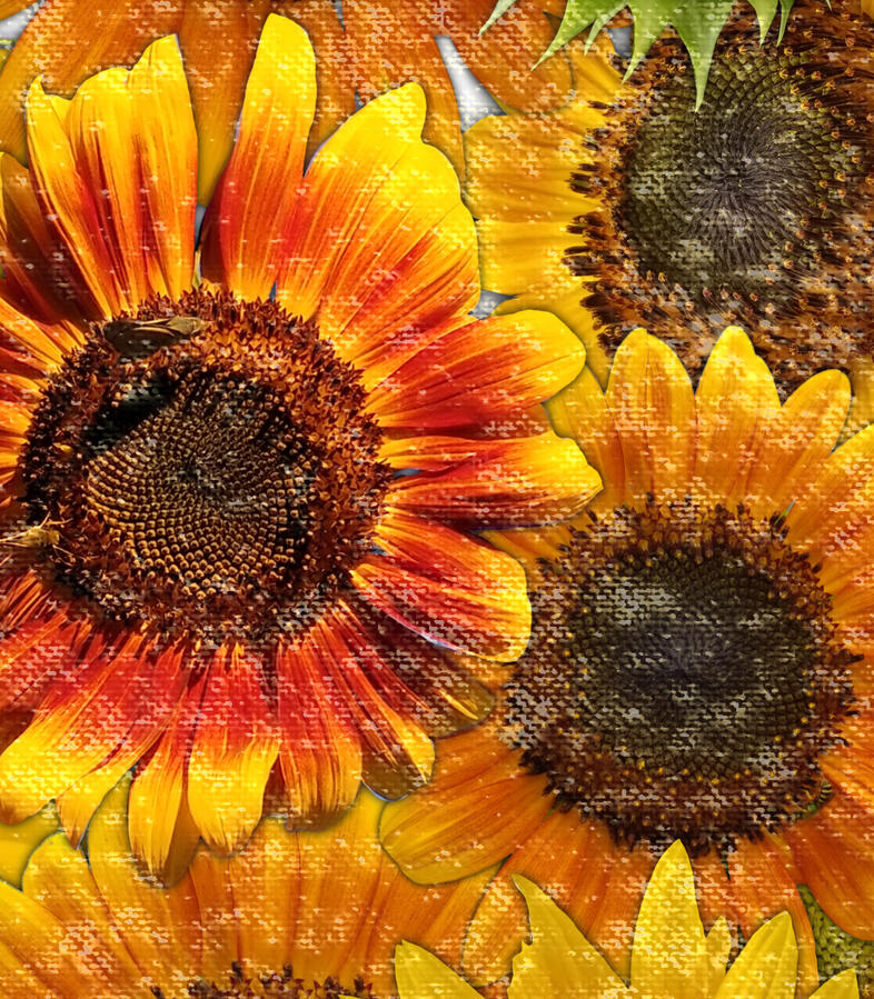 Sunflowers