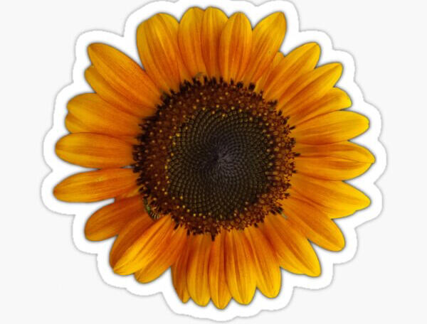 Sunflowers in my Redbubble shop