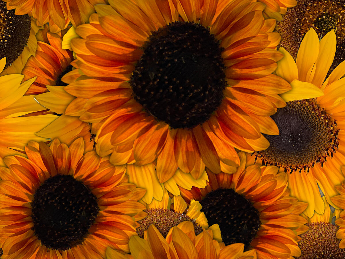 Sunflower fabric