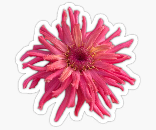 Zinnia stickers