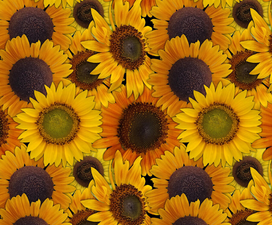 Sunflower Clothing in my Redbubble shop