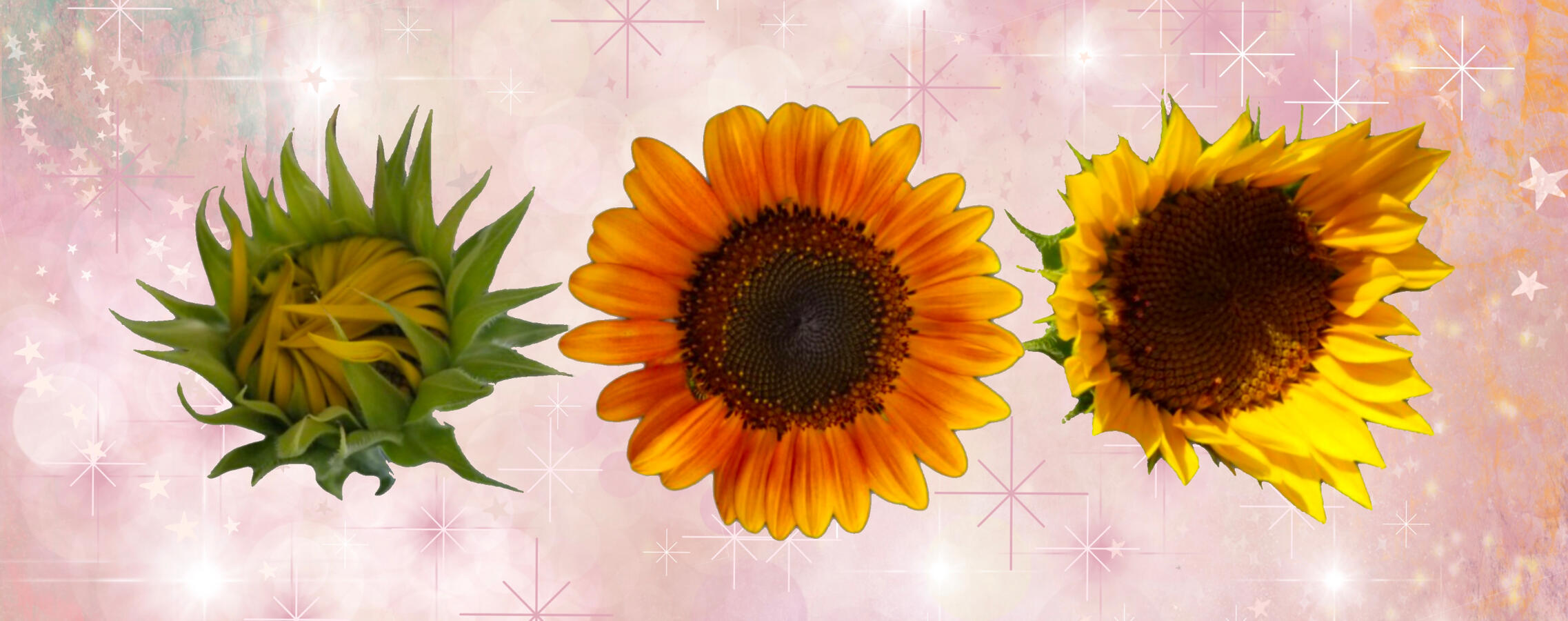 Sunflower Stickers in my Redbubble shop